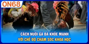 Cách Nuôi Gà Đá