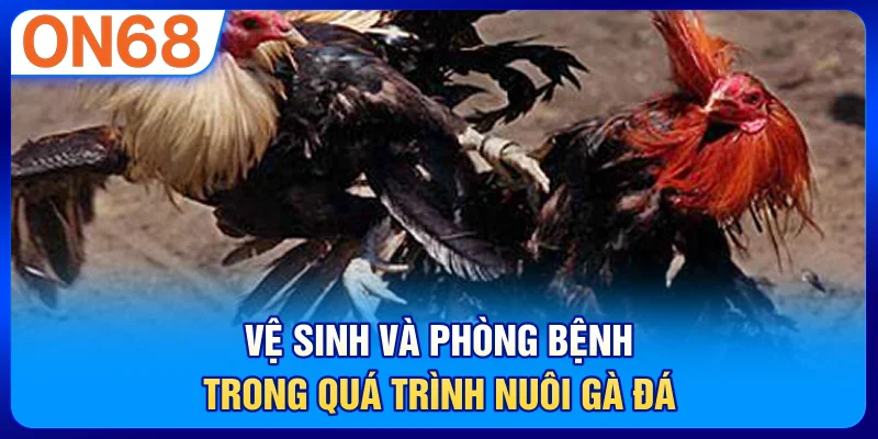 Vệ sinh và phòng bệnh trong quá trình nuôi gà đá